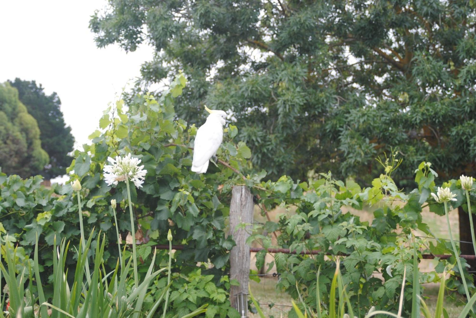 Amble At Hahndorf Exterior foto